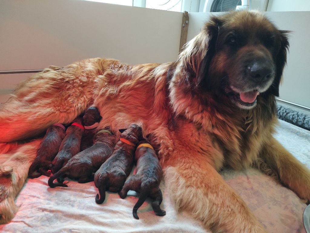 chiot Leonberger Du Petit Chemausin