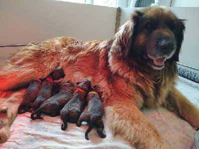 Du Petit Chemausin - Leonberger - Portée née le 20/05/2024