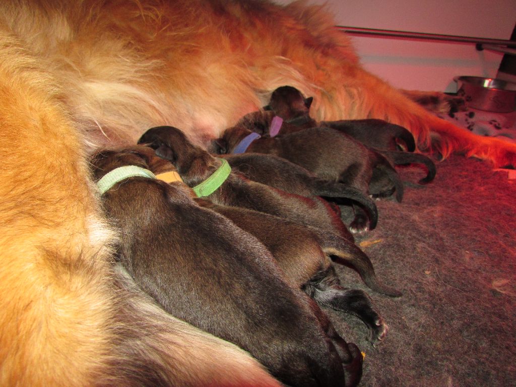 chiot Leonberger Du Petit Chemausin