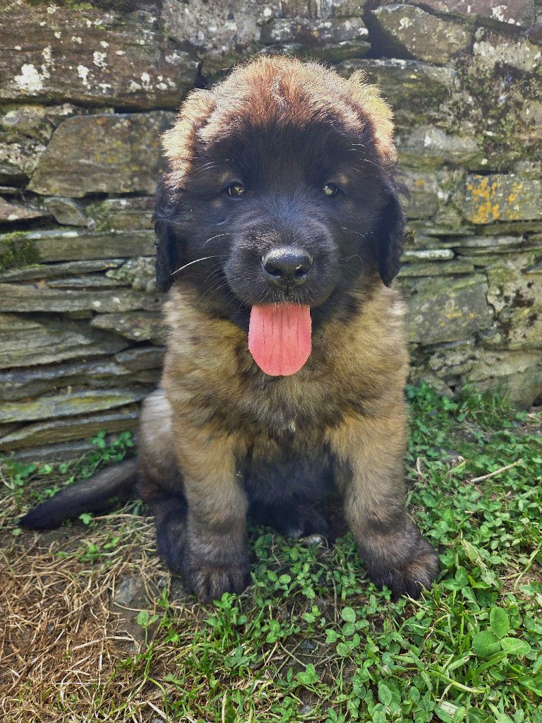 Du Petit Chemausin - Chiots disponibles - Leonberger