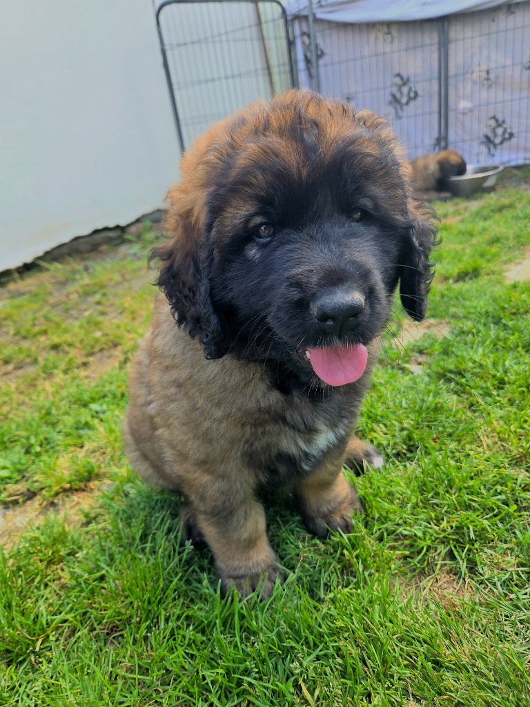 Du Petit Chemausin - Chiots disponibles - Leonberger