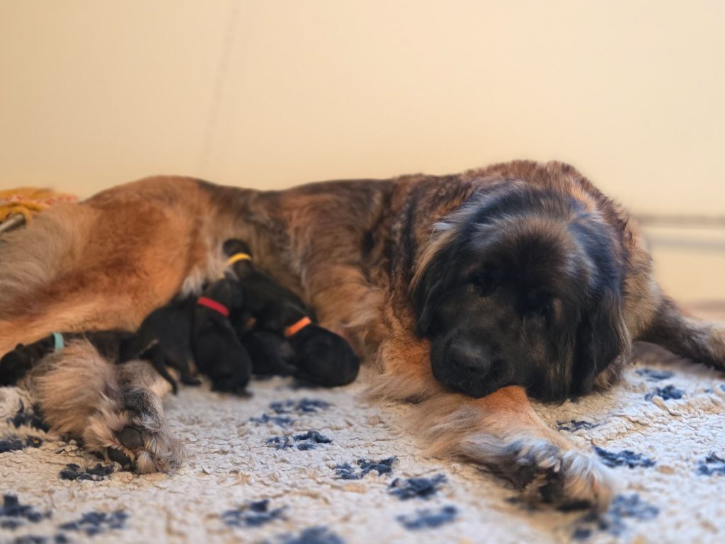 Du Petit Chemausin - Leonberger - Portée née le 14/10/2025