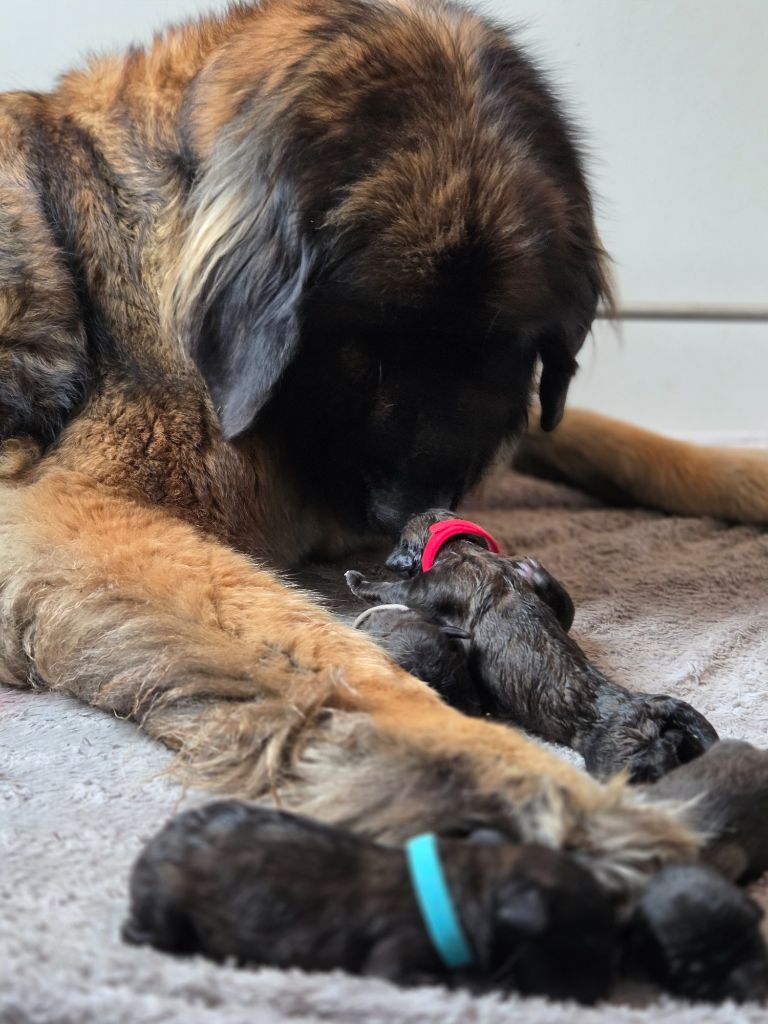 Du Petit Chemausin - Chiots disponibles - Leonberger