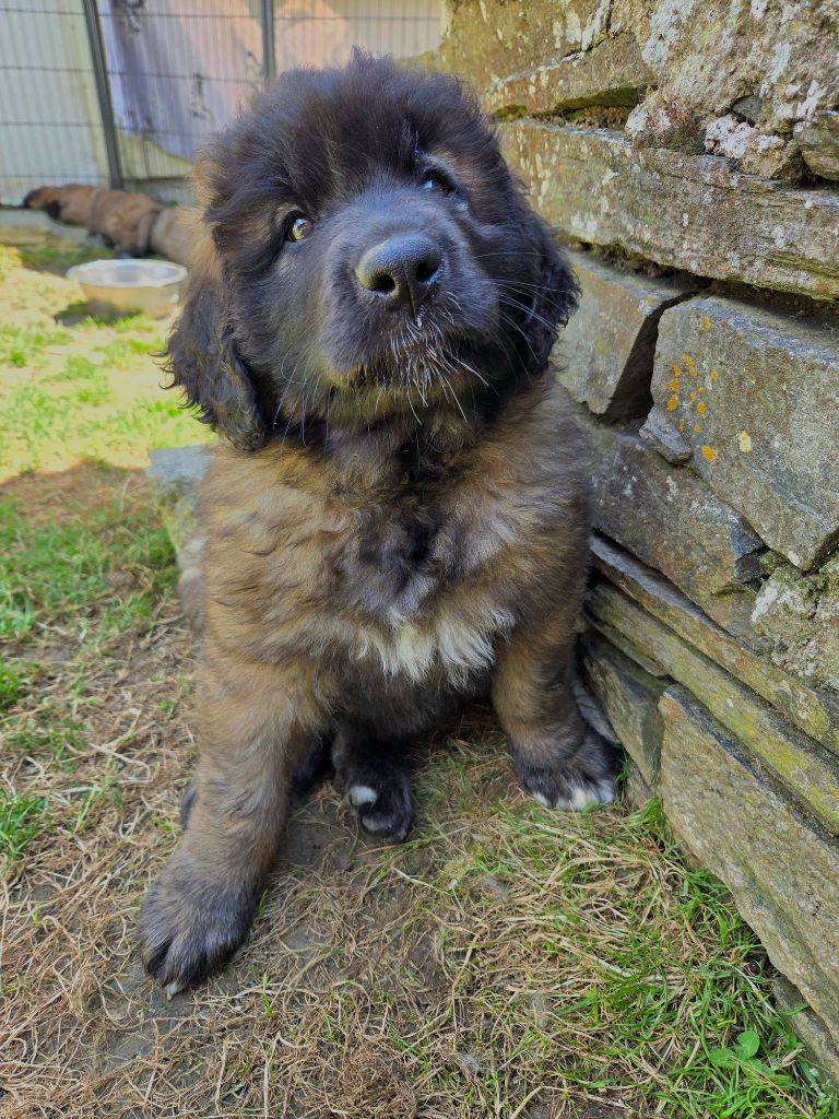 Du Petit Chemausin - Chiots disponibles - Leonberger
