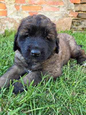 CHIOT 4