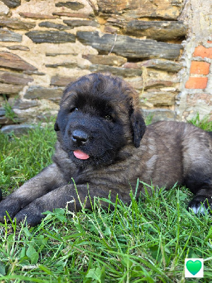 CHIOT 1
