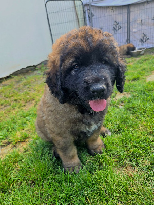 CHIOT 2