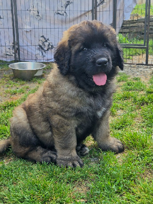 CHIOT 1
