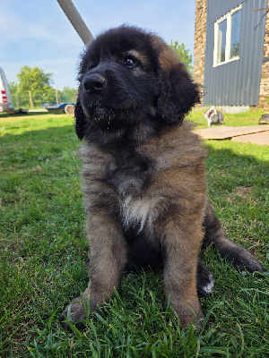 CHIOT 4