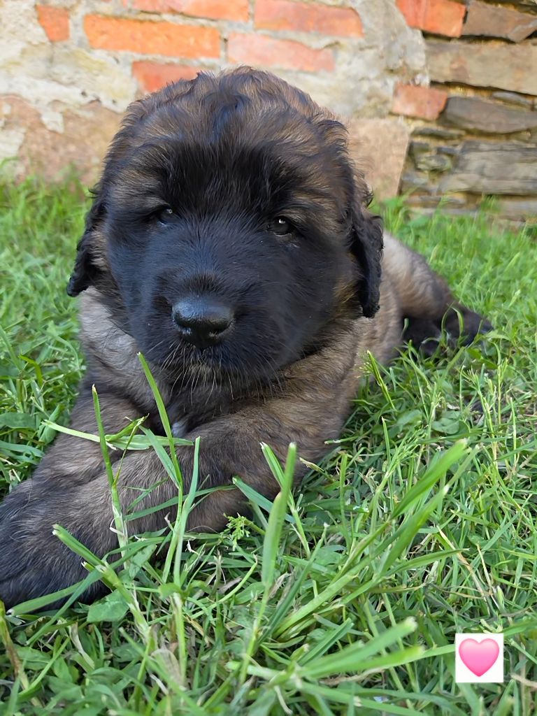 Du Petit Chemausin - Chiots disponibles - Leonberger