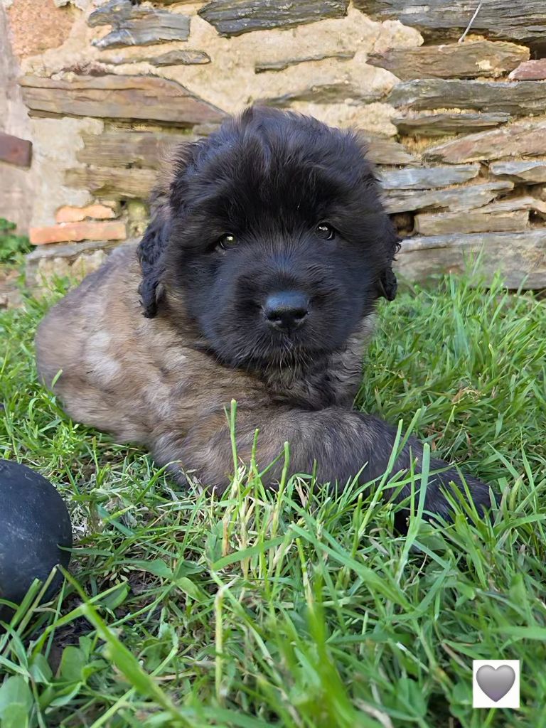 Du Petit Chemausin - Chiots disponibles - Leonberger