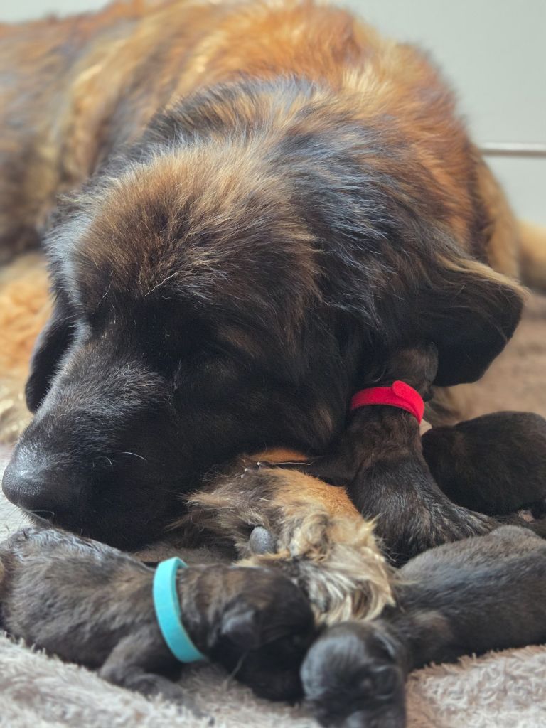 Du Petit Chemausin - Chiots disponibles - Leonberger