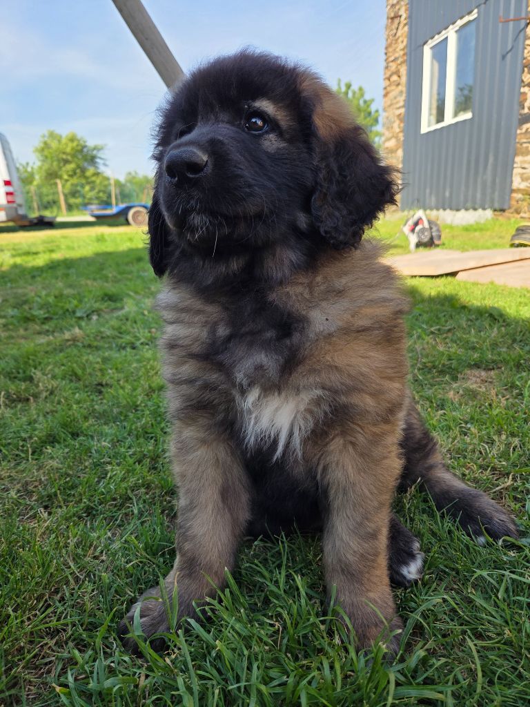 Du Petit Chemausin - Chiots disponibles - Leonberger